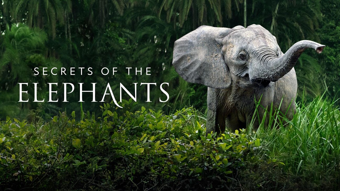 how-to-watch-secrets-of-the-elephants