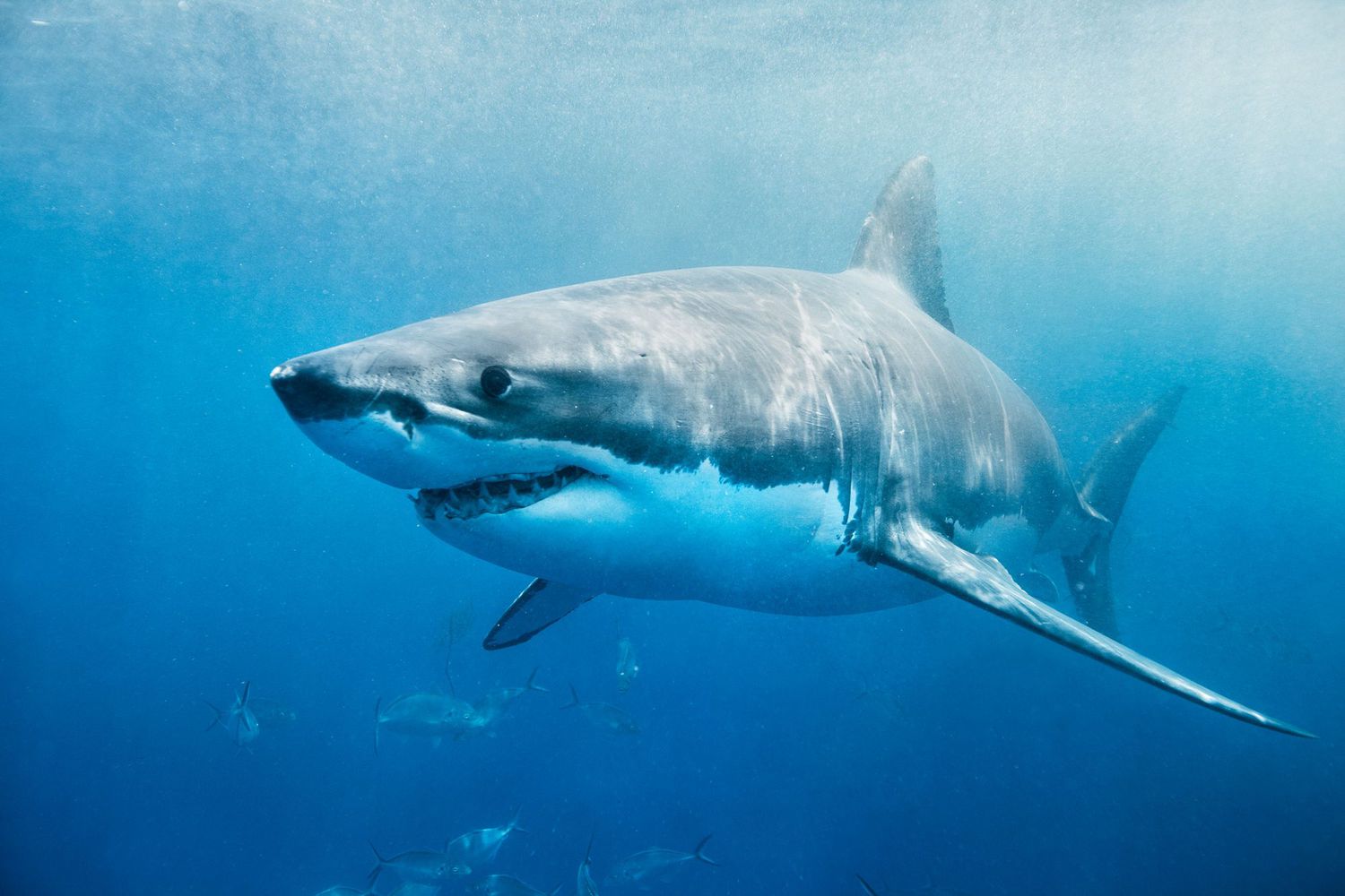 How To Watch Shark Week 2019