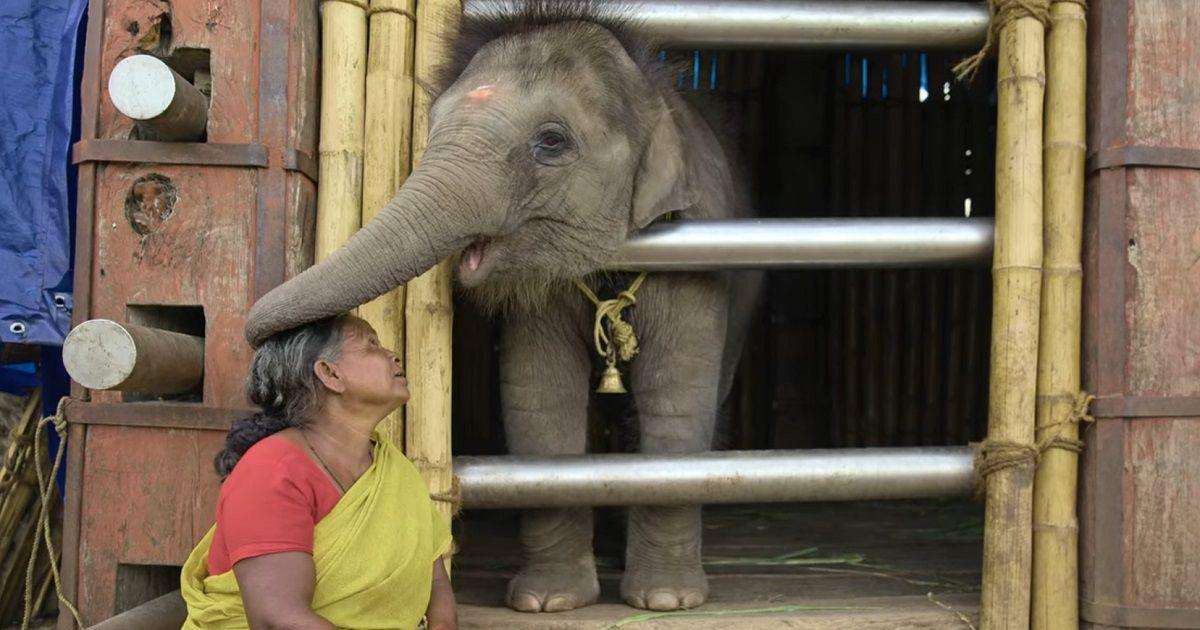 How To Watch The Elephant Whisperers