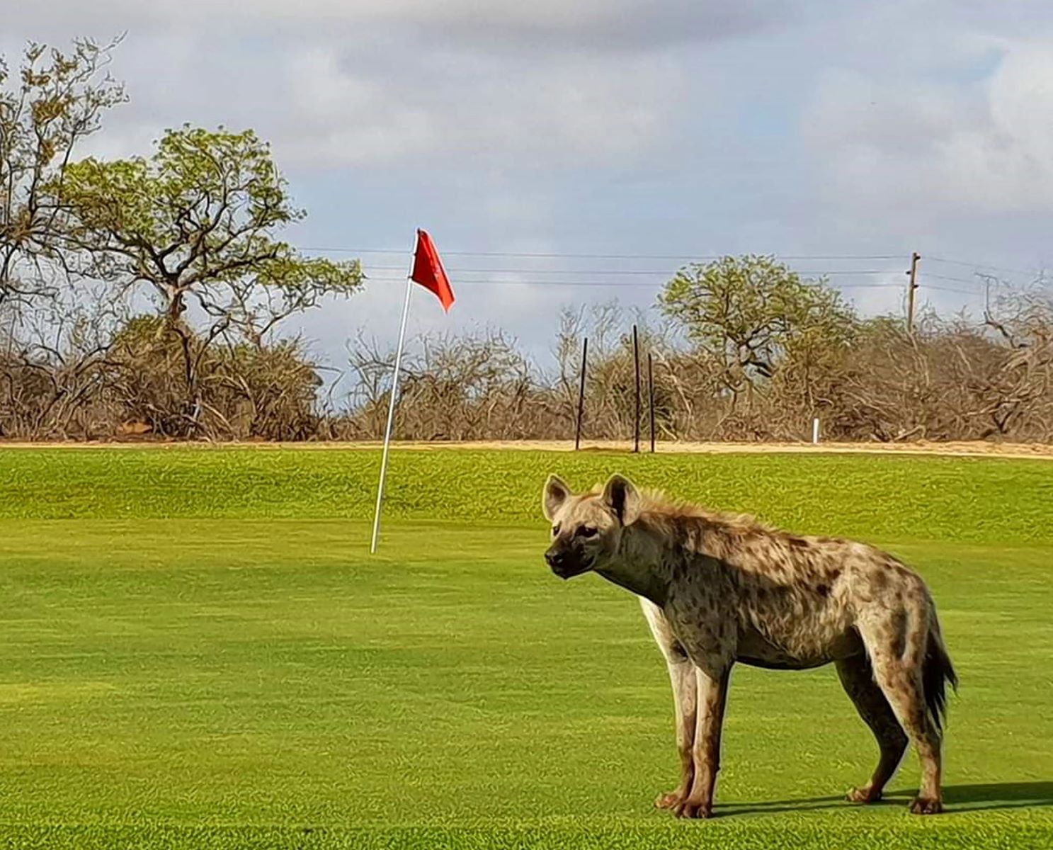 Hyena Encounter: Golfer Stalked By Wild Visitor At South African Course
