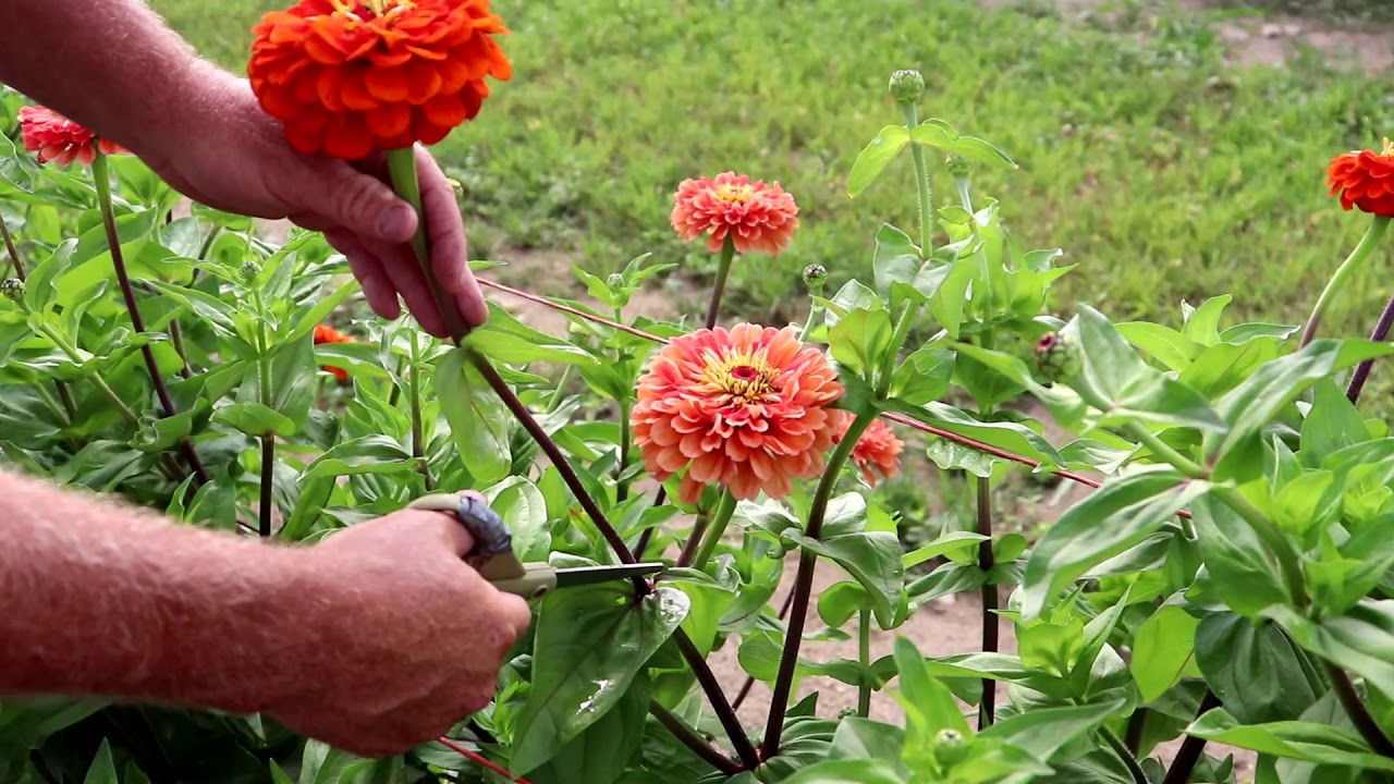 When To Cut Zinnias For Vase