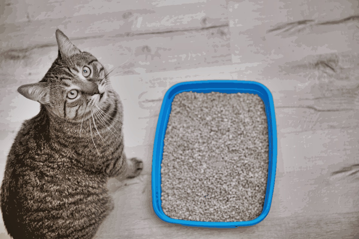 Why Do Cats Pee Outside Their Litter Tray