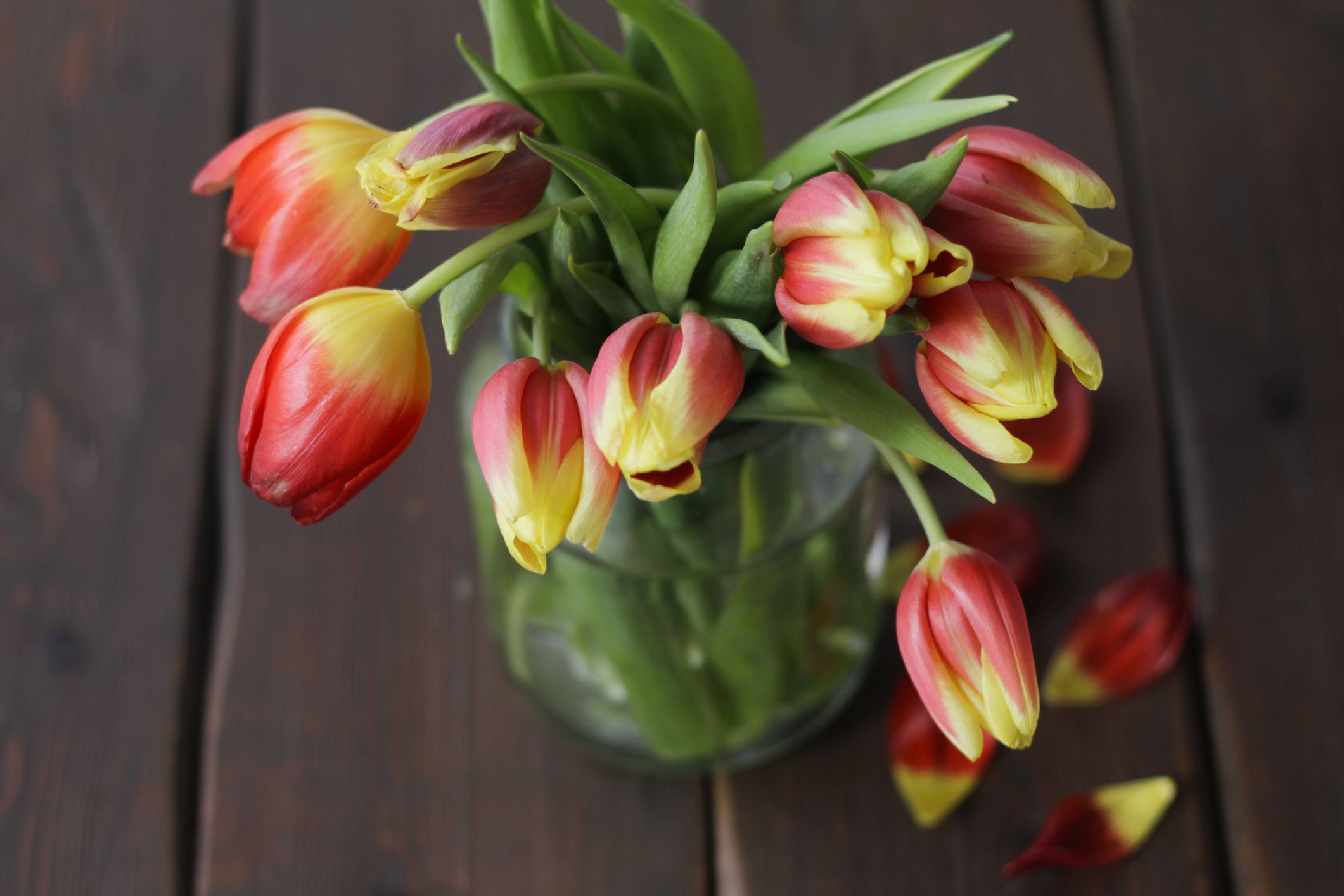 why-do-tulips-droop-in-a-vase