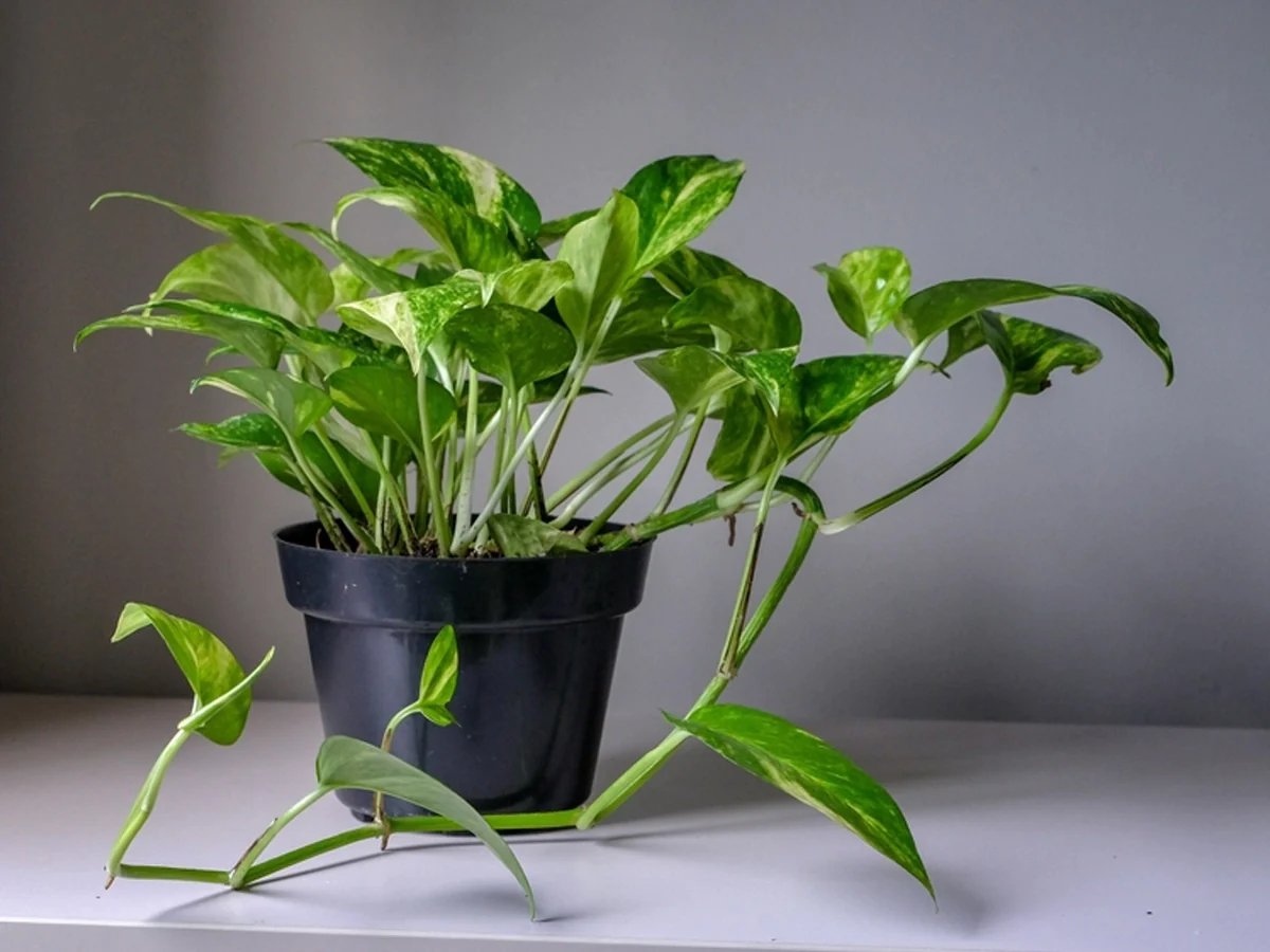 10 Incredible Money Plant for 2024