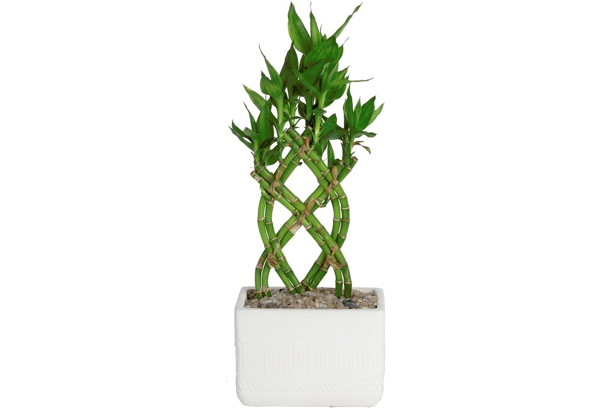 10 Superior Lucky Bamboo Plant for 2023