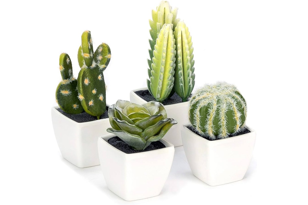 11-amazing-cactus-plant-for-2023