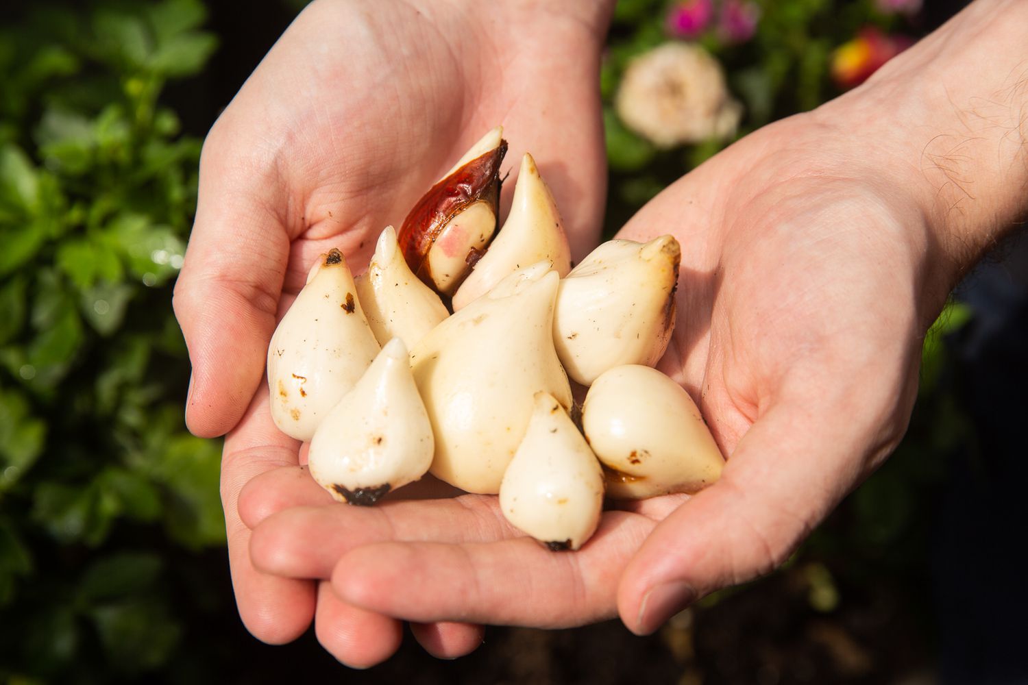 11 Amazing Plant Bulbs for 2023