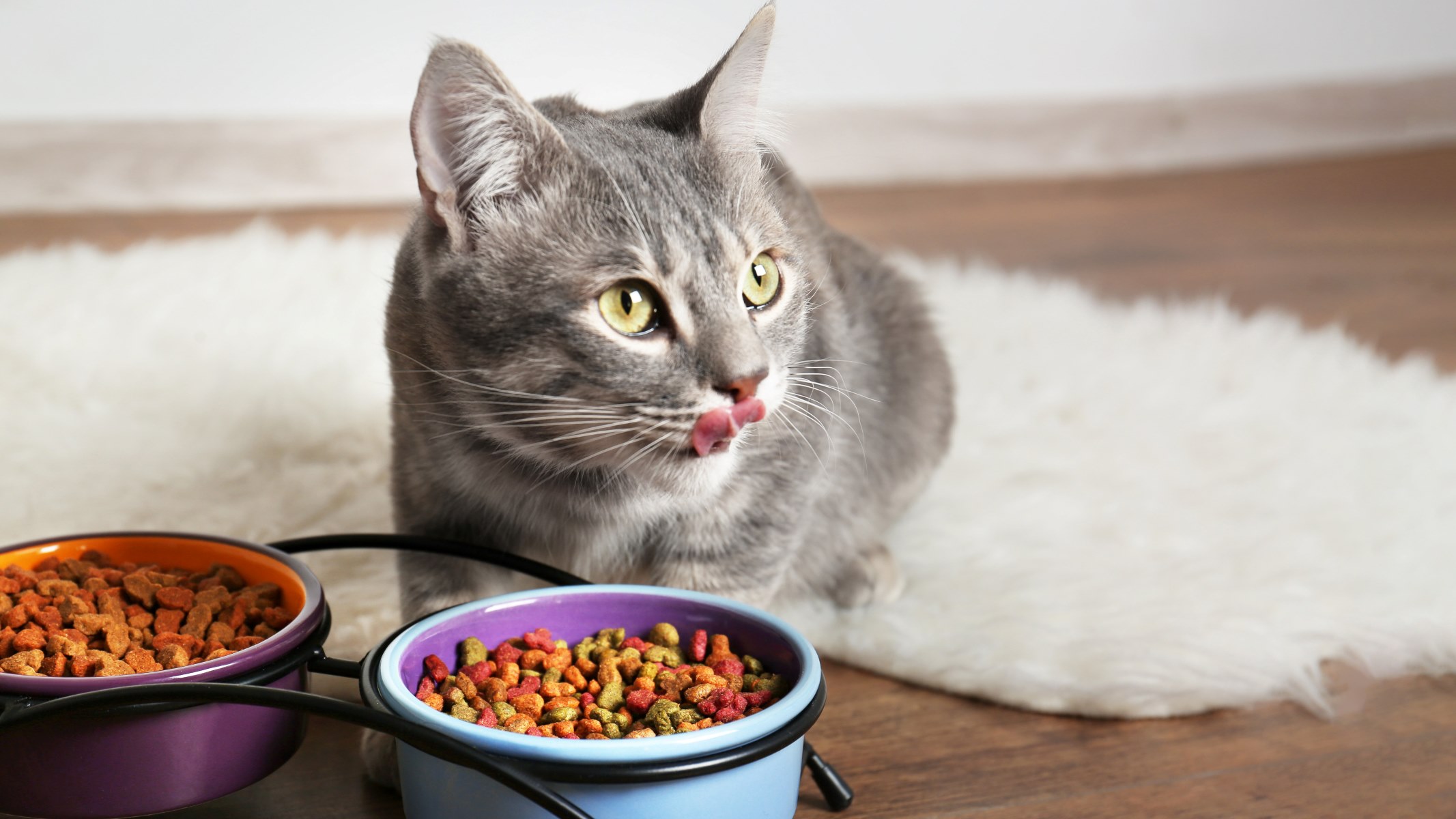 11 Best Cat Bowl for 2023