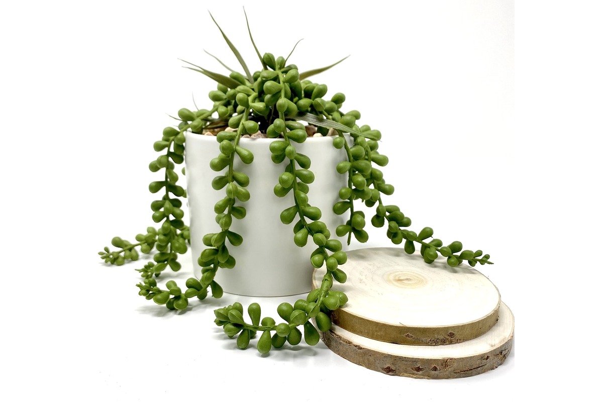 11 Best String Of Pearls Plant for 2023