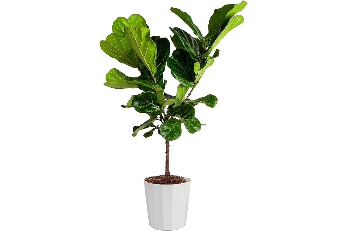11 Superior Fig Leaf Plant for 2024