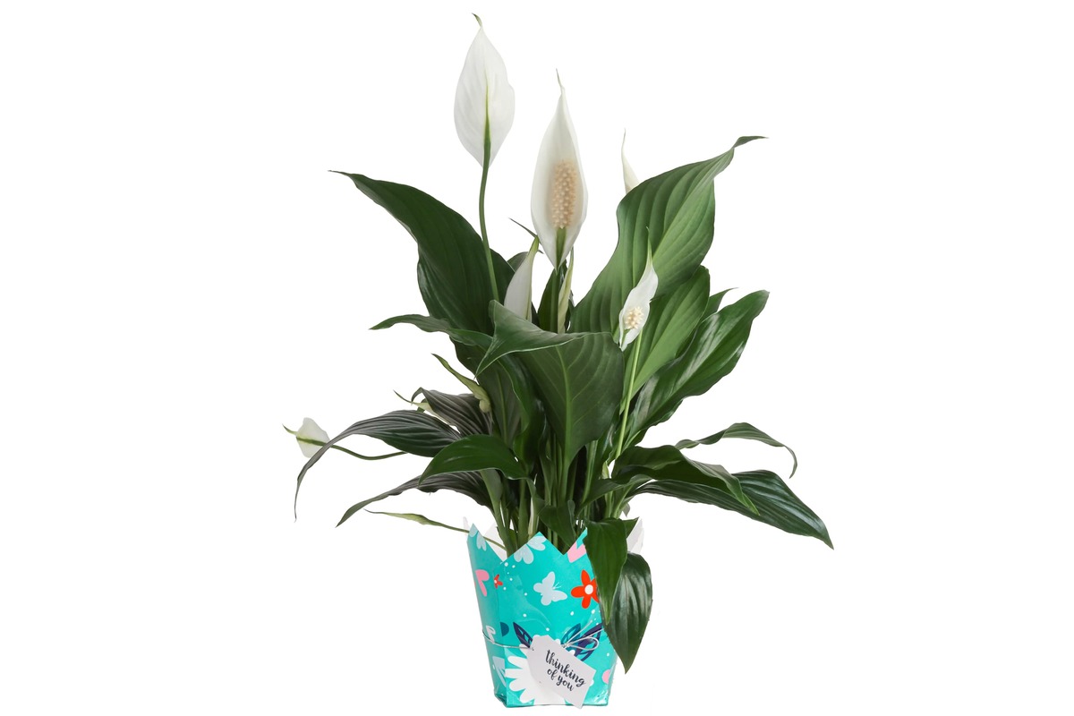 12 Best Peace Lily Plant Indoor for 2024