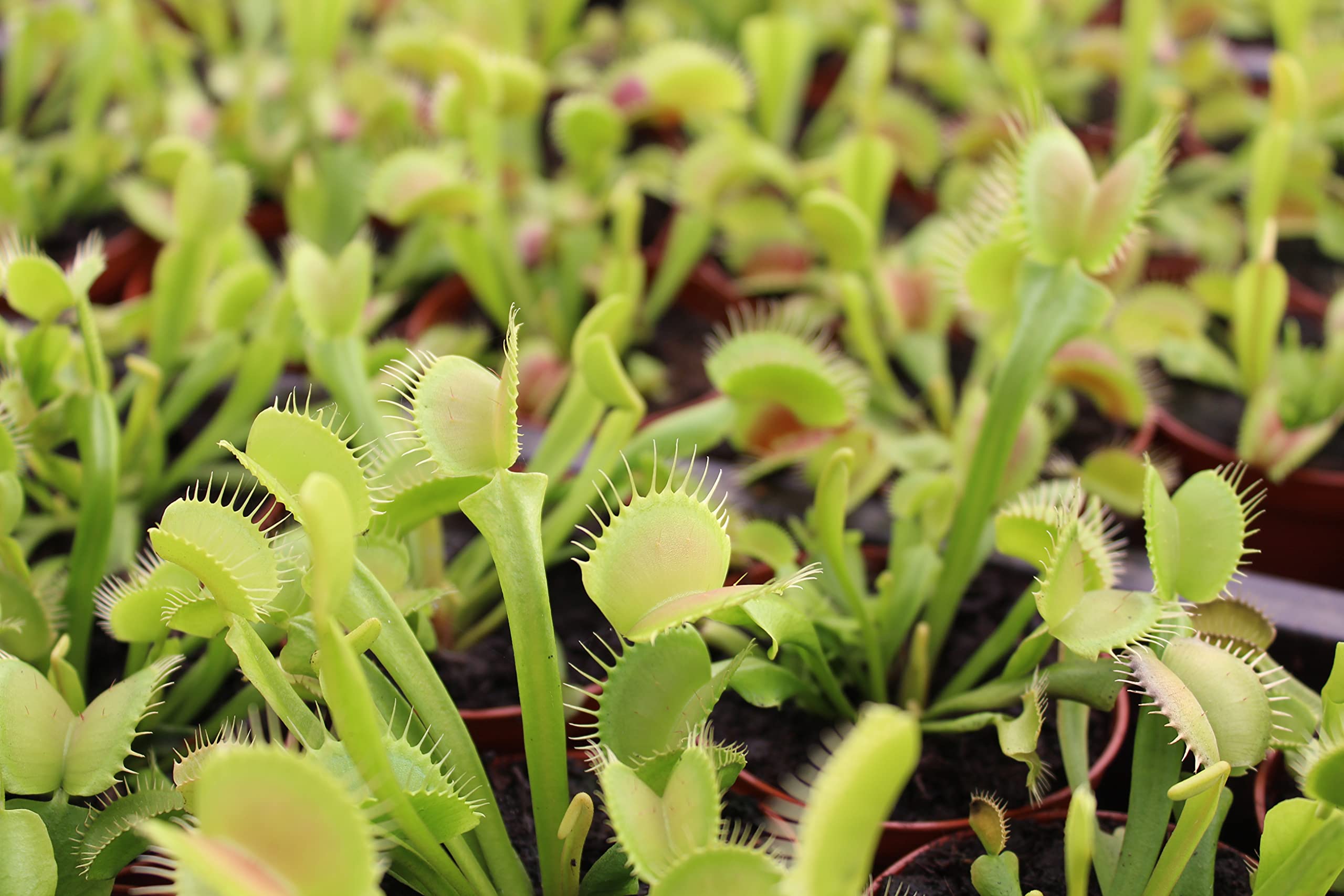 12 Superior Venus Fly Trap Plant for 2023