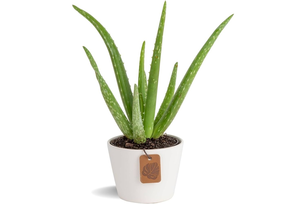 12 Unbelievable Aloe Plant for 2024