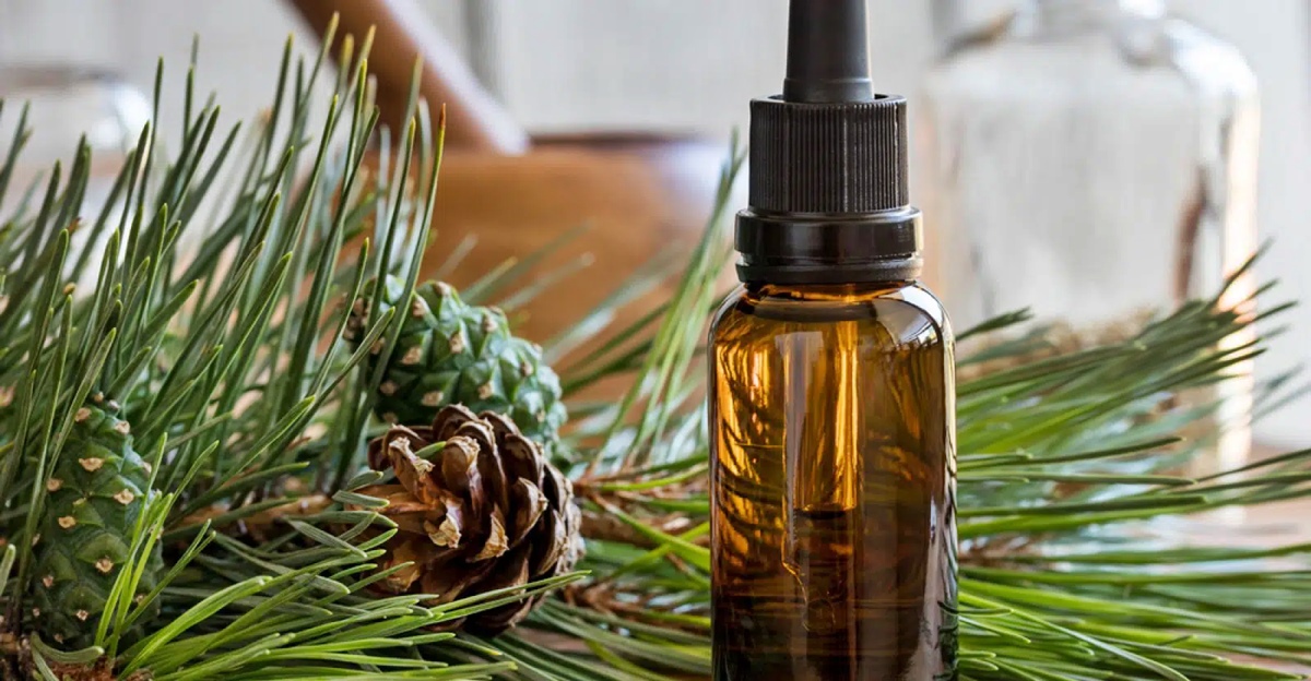 13 Amazing Pine Essential Oil for 2024