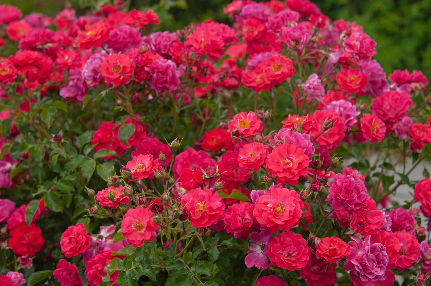 13 Best Rose Bushes Ready To Plant for 2023