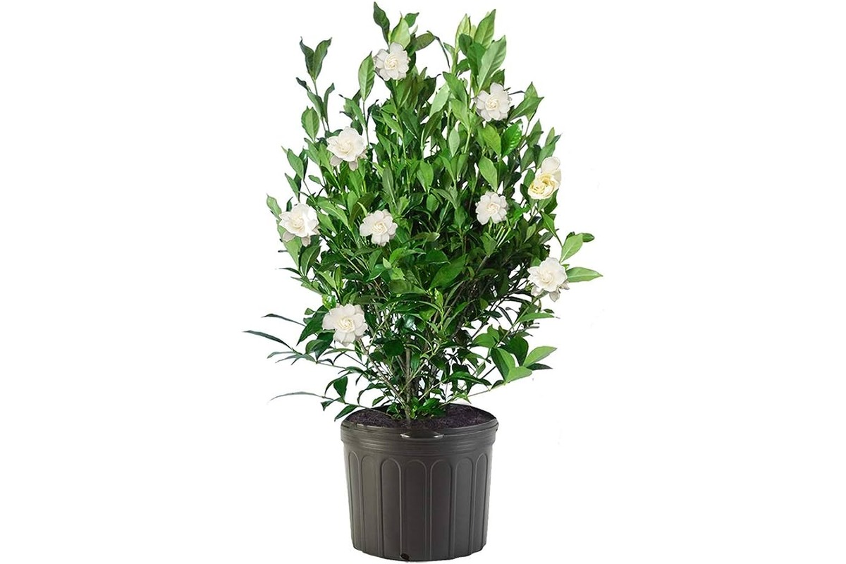 13-superior-gardenia-plant-for-2023