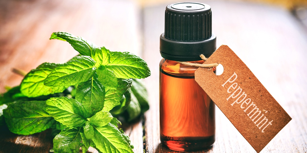 14 Amazing Now Peppermint Essential Oil for 2024