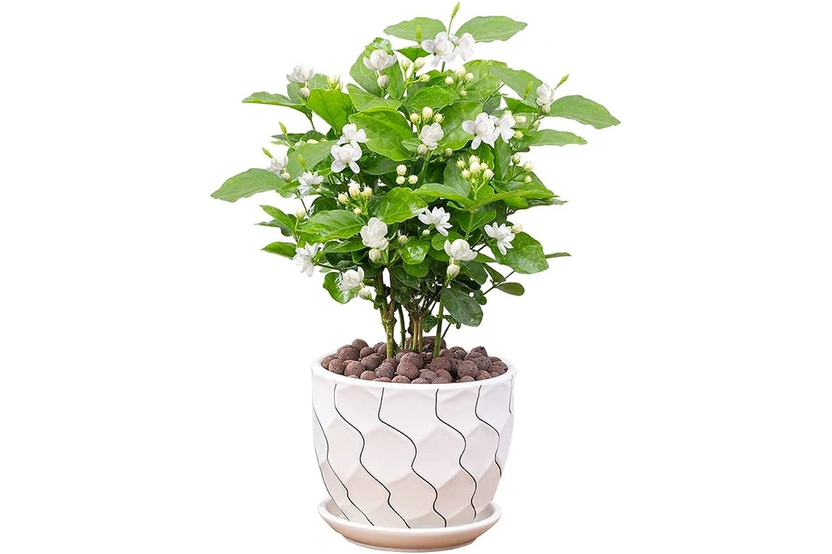 14-best-jasmine-plant-for-2023