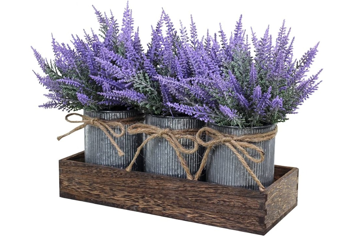 15 Superior Lavender Plant for 2024