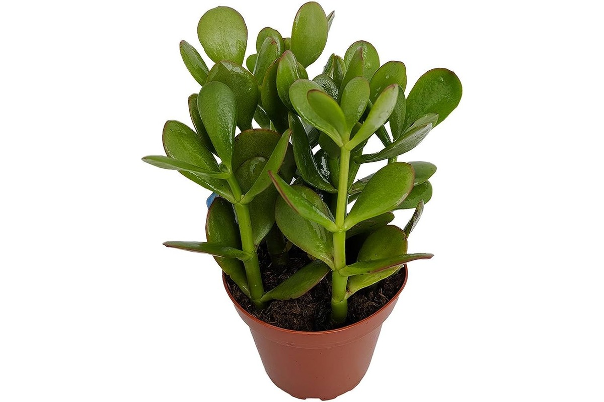 15 Unbelievable Jade Plant for 2023