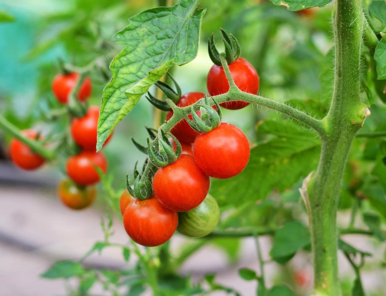 8 Best Tomato Plant for 2024
