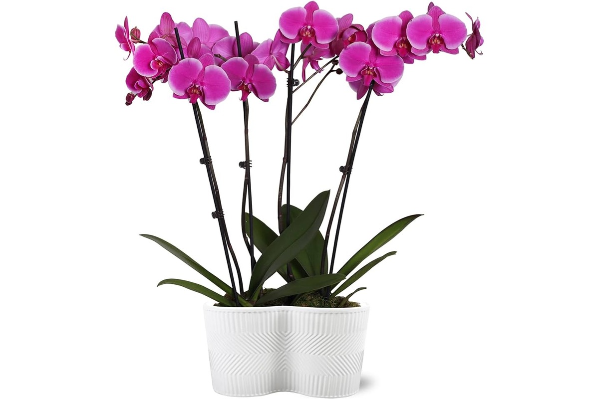 8 Incredible Orchid Plant for 2023