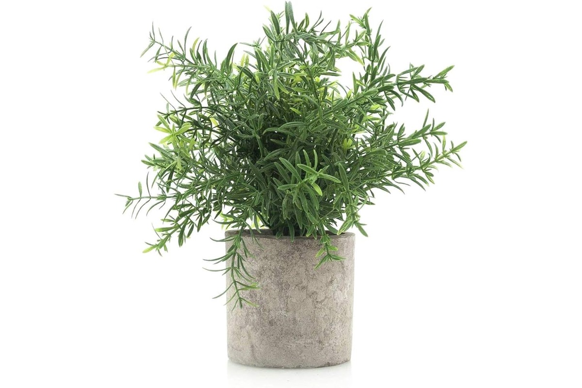 8 Incredible Rosemary Plant for 2024