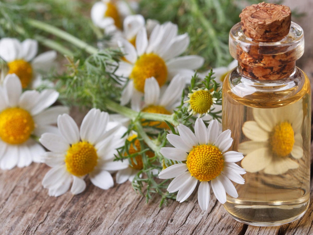 9 Best Chamomile Essential Oil for 2024