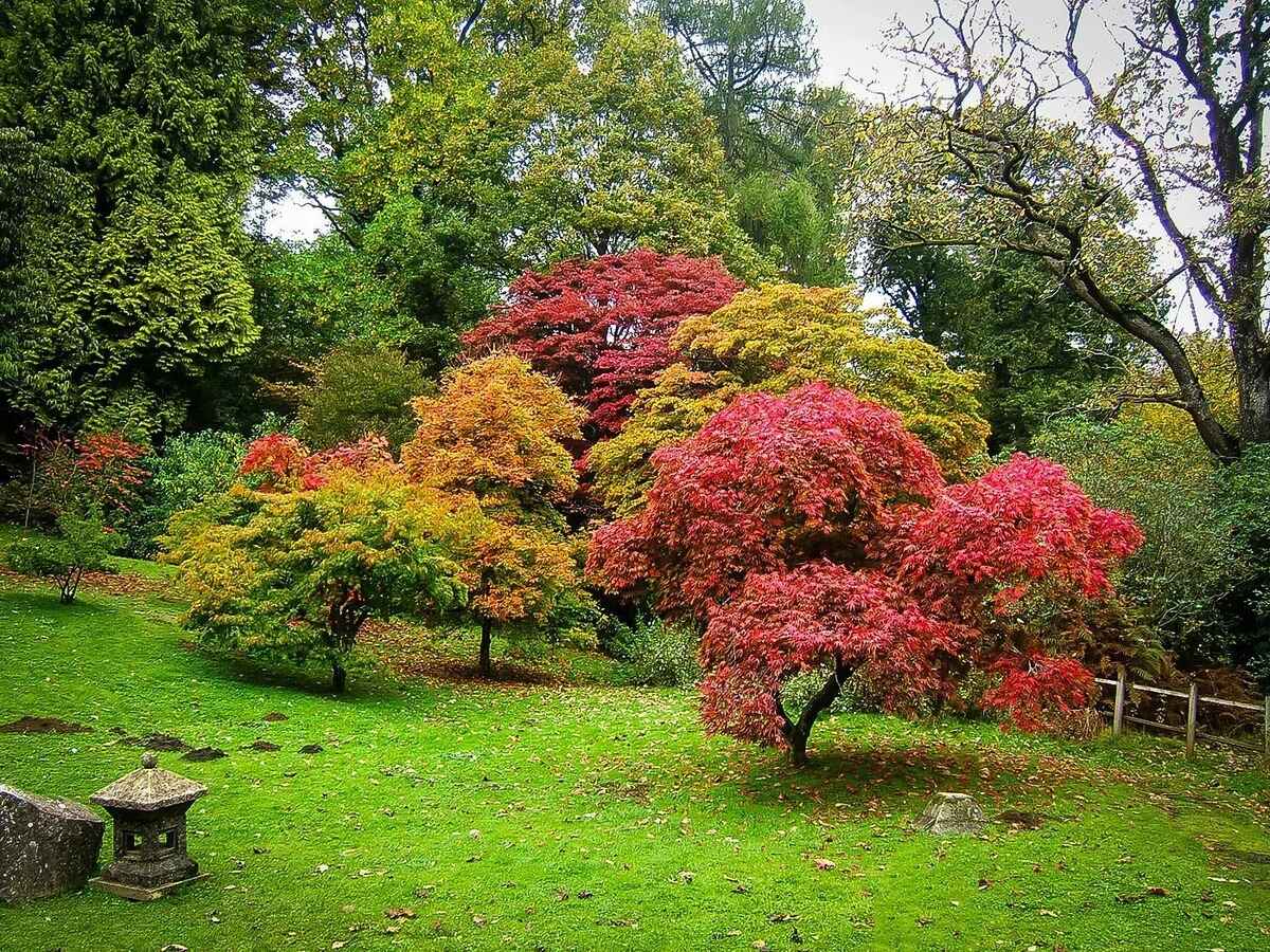 9 Incredible Japanese Maple Tree Live Plant for 2024