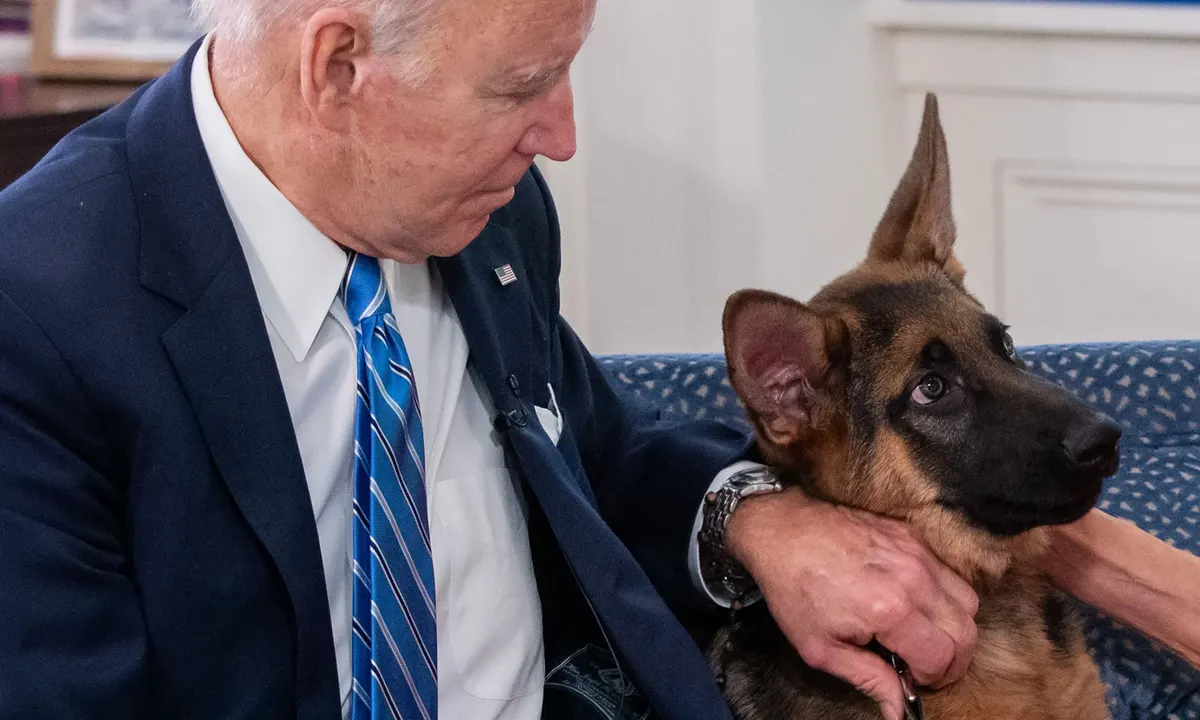 Biden’s German Shepherd Commander Removed From White House Due To Biting Issues