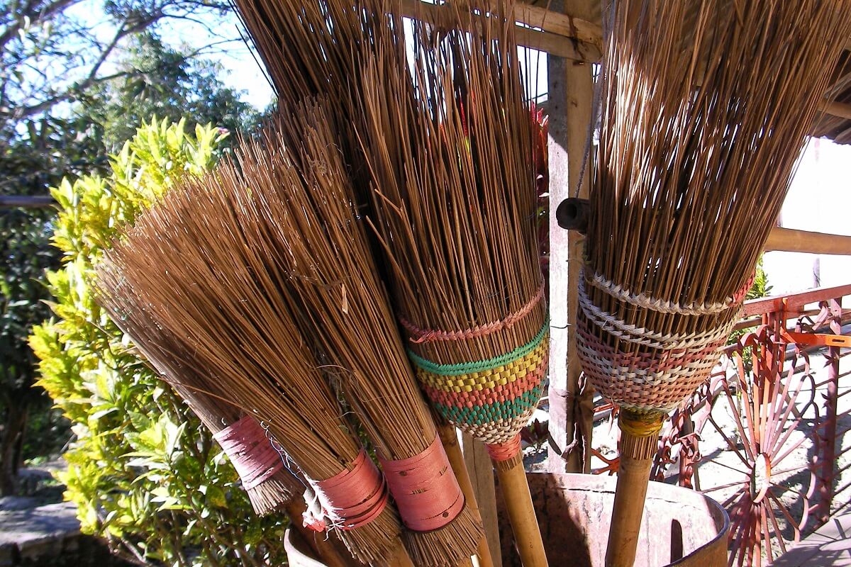 Broom Is Made From Which Plant
