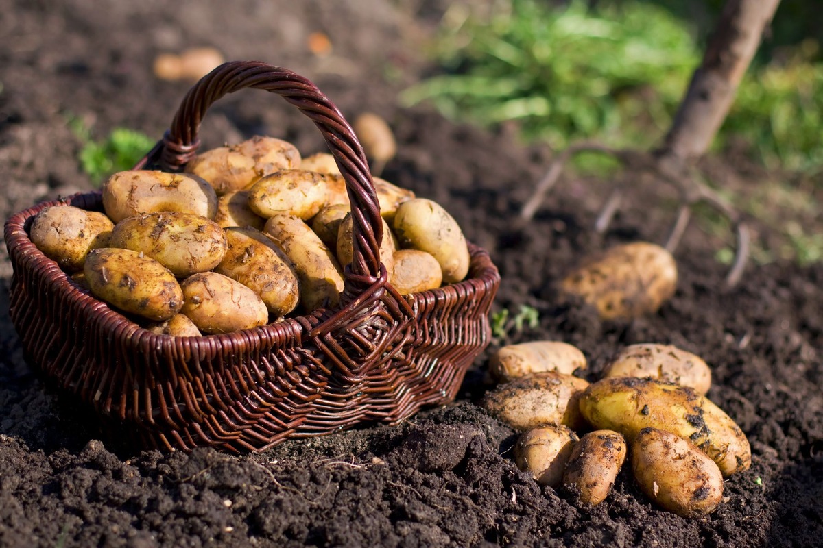 How Deep Do I Plant Potatoes