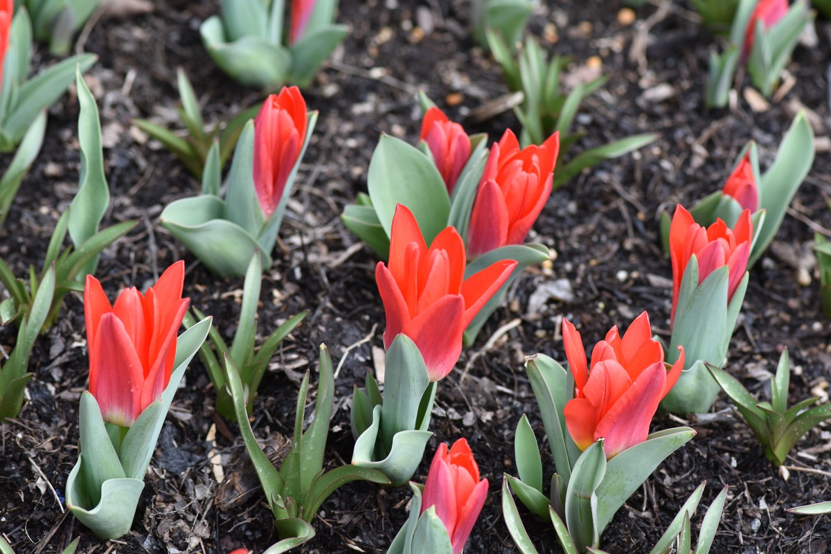 How Deep Should I Plant Tulip Bulbs