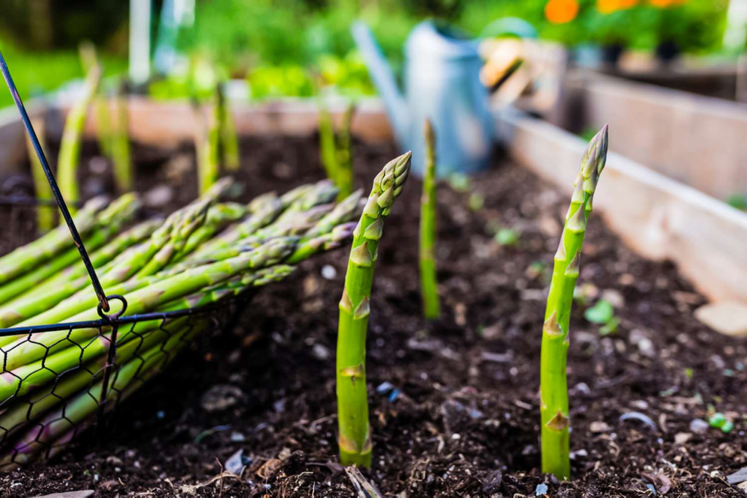 How Deep To Plant Asparagus