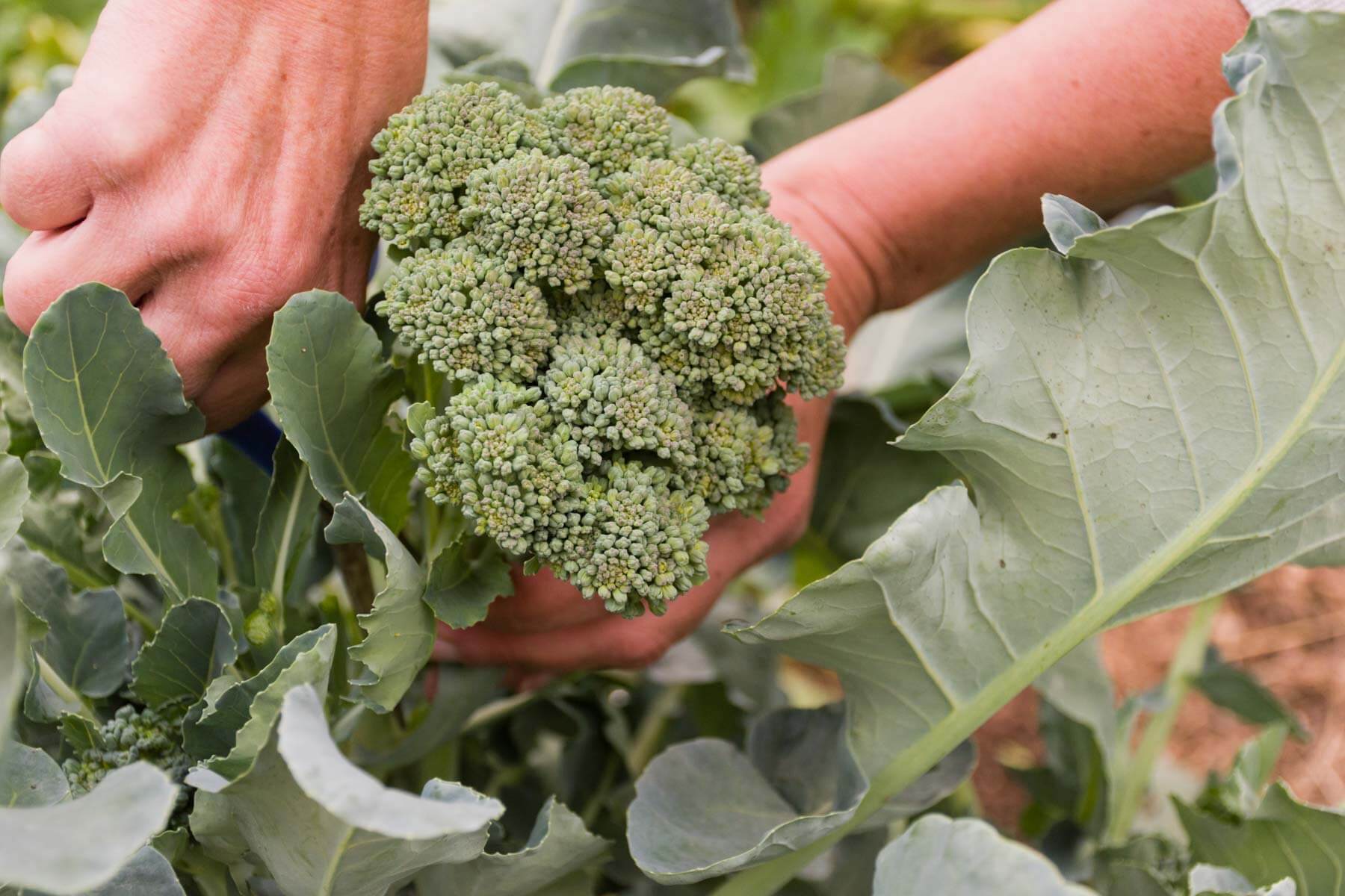 How Deep To Plant Broccoli Seeds