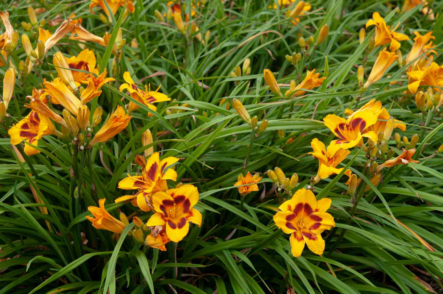 how-deep-to-plant-daylilies