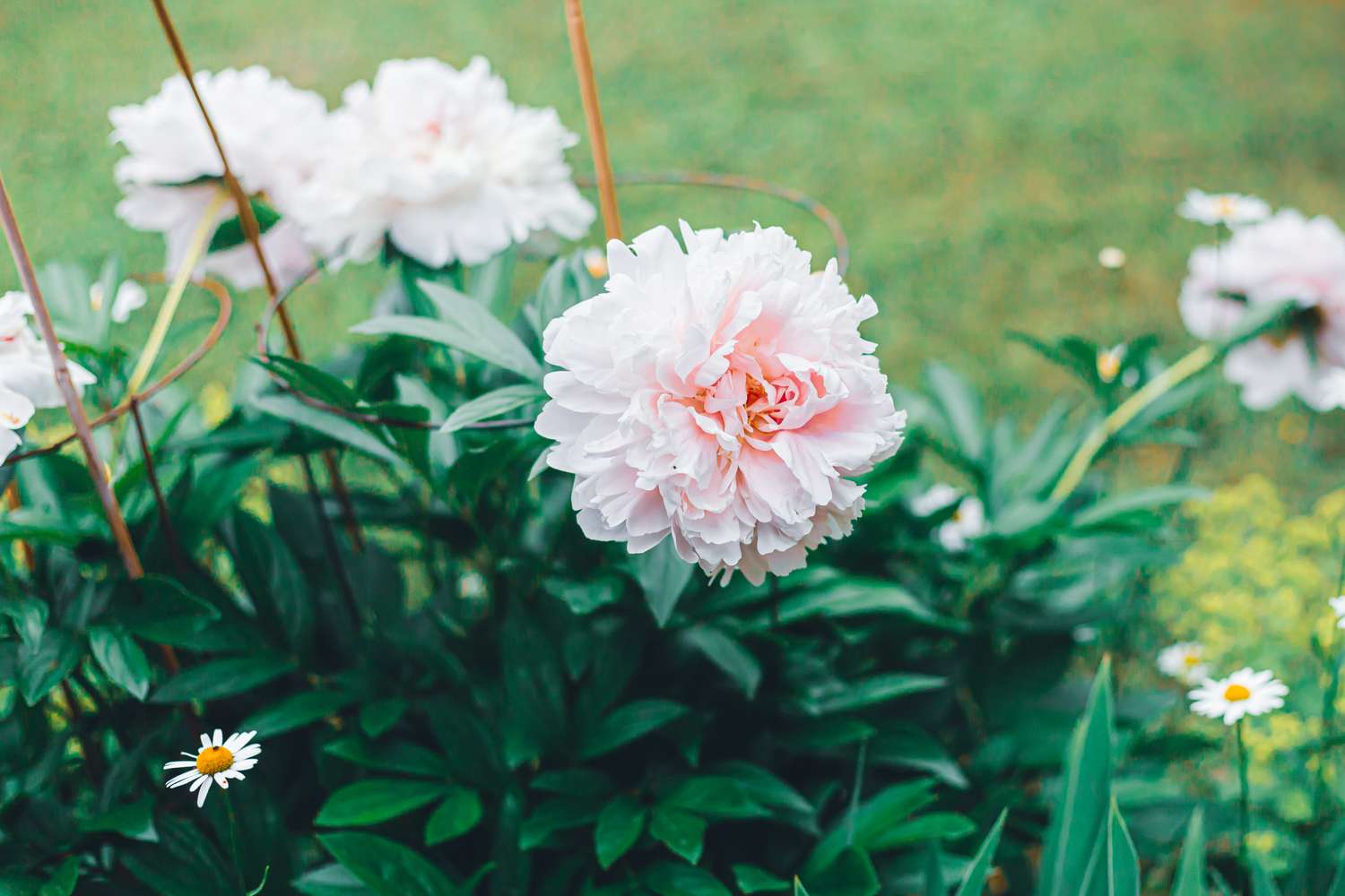 How Deep To Plant Peonies