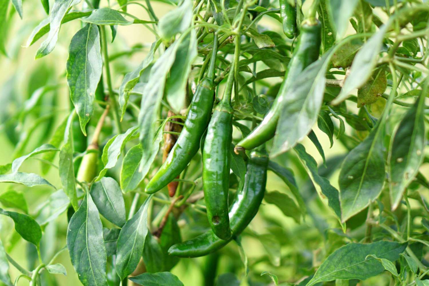 How Deep To Plant Pepper Plants