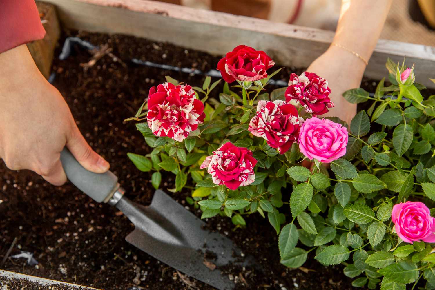 How Deep To Plant Roses