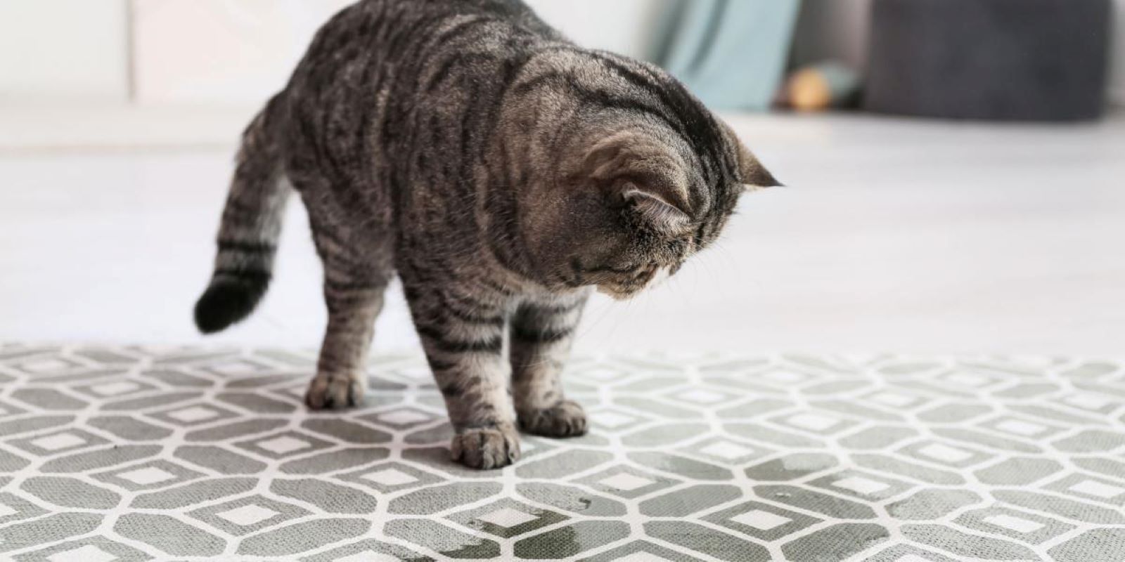 How Do I Stop My Cat From Peeing On My Rug