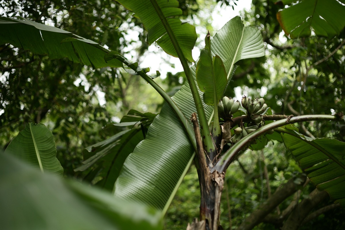 how-do-you-plant-a-banana-tree