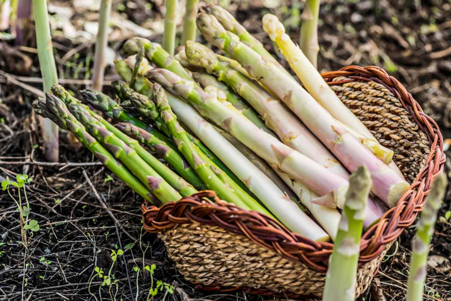 How Do You Plant Asparagus