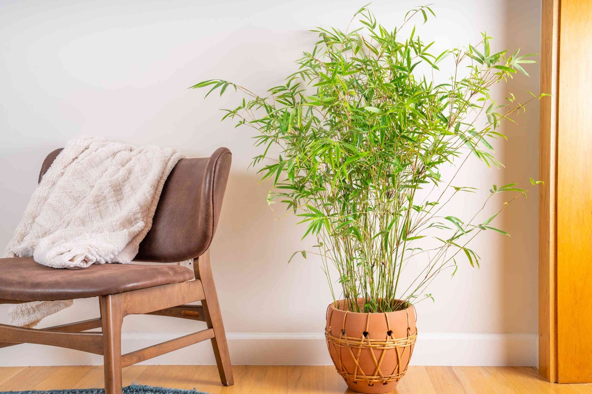 how-do-you-plant-bamboo