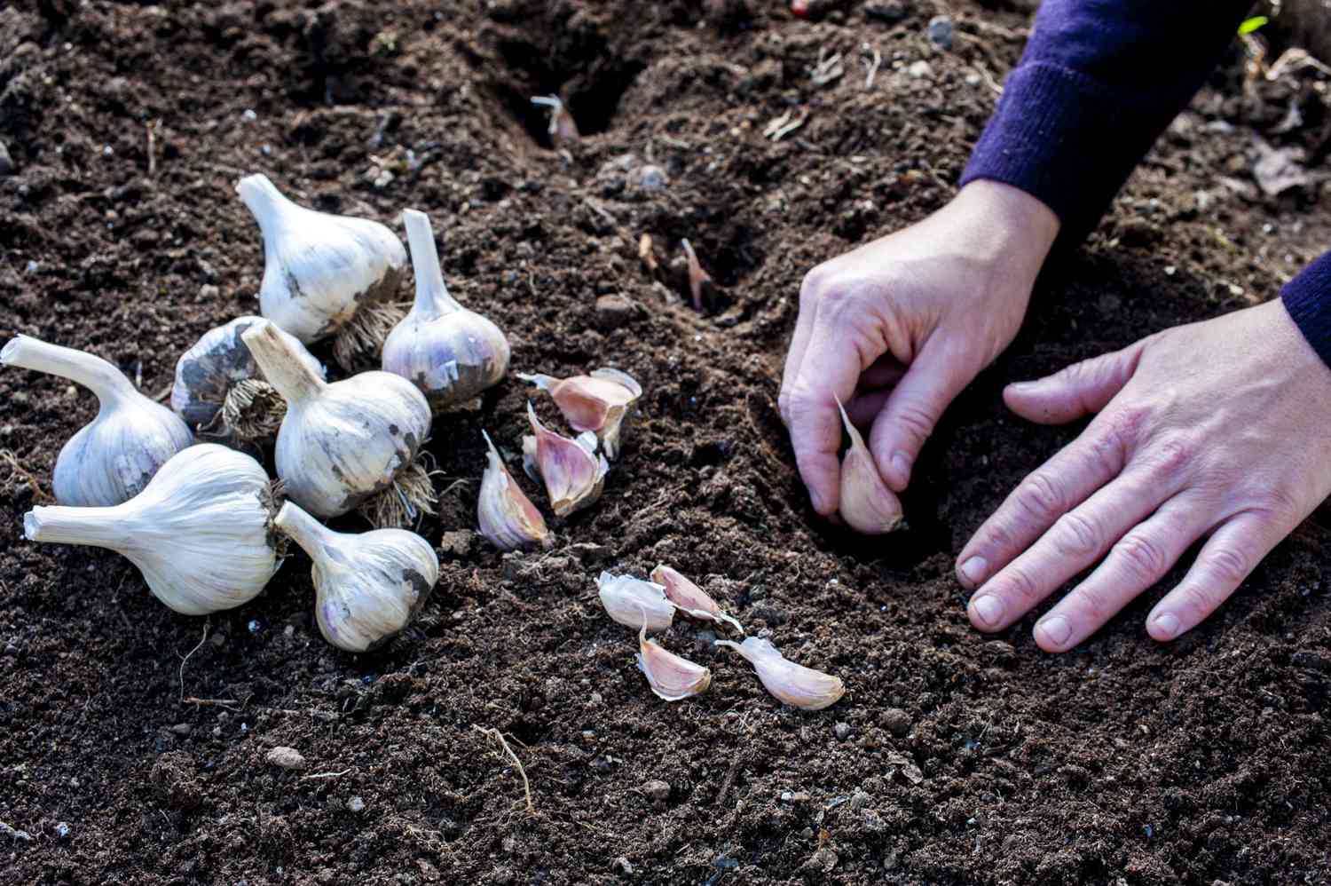 How Do You Plant Garlic