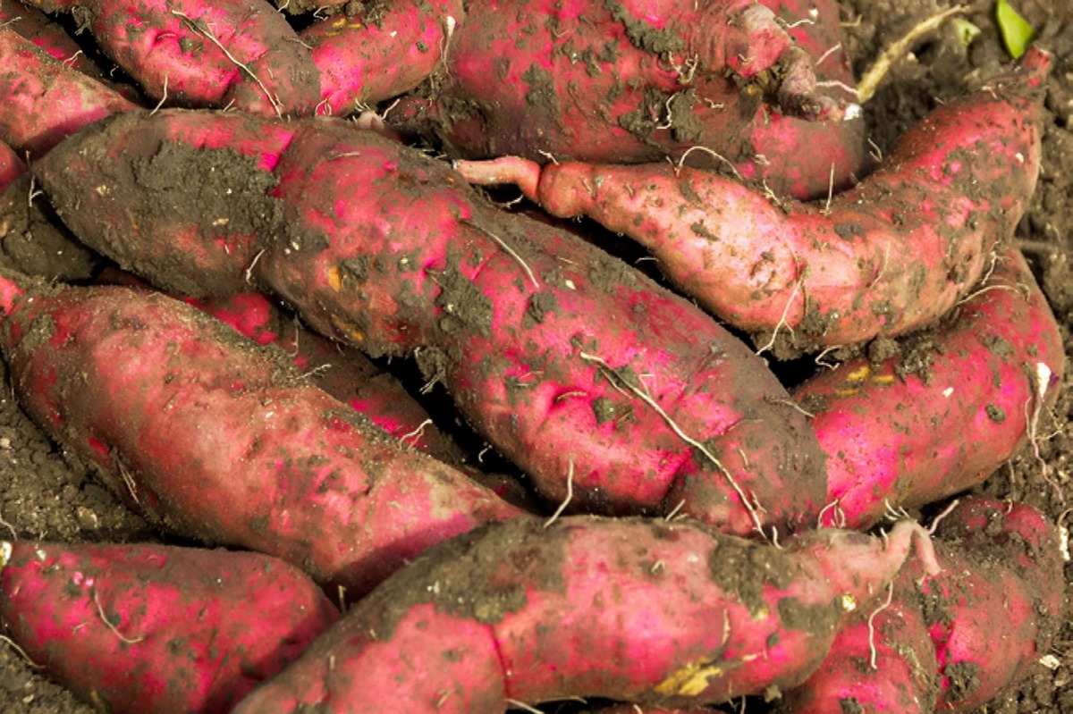 How Do You Plant Sweet Potatoes