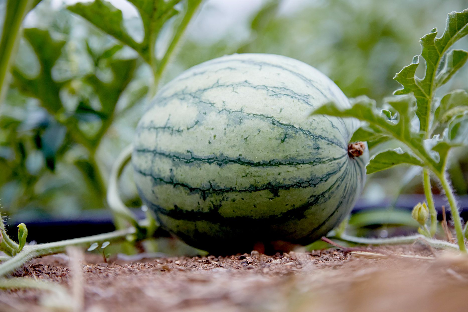 How Do You Plant Watermelon Seeds