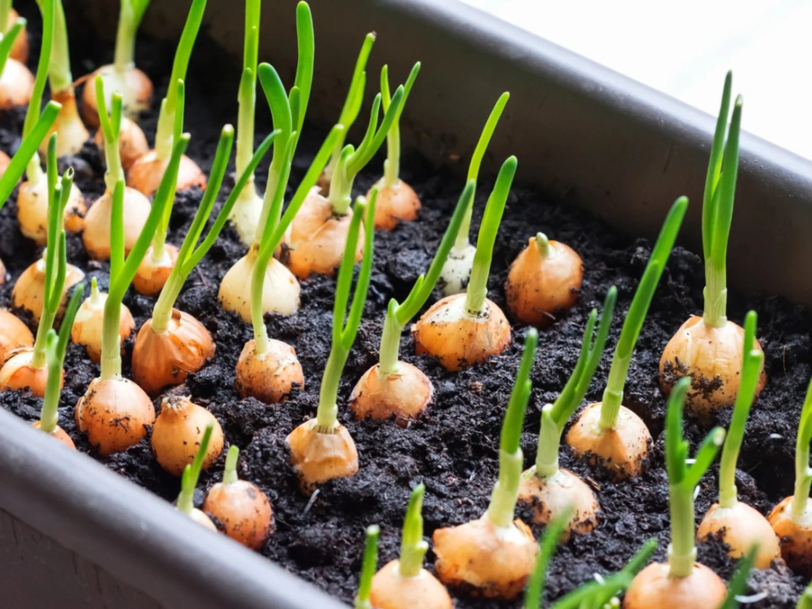 How Far Apart Do You Plant Onion Sets