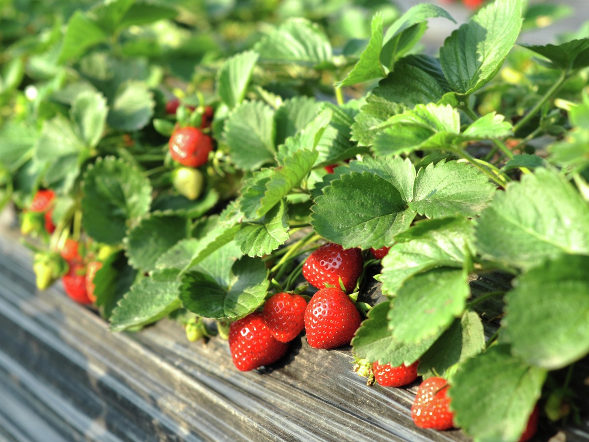 How Far Apart Do You Plant Strawberry Plants