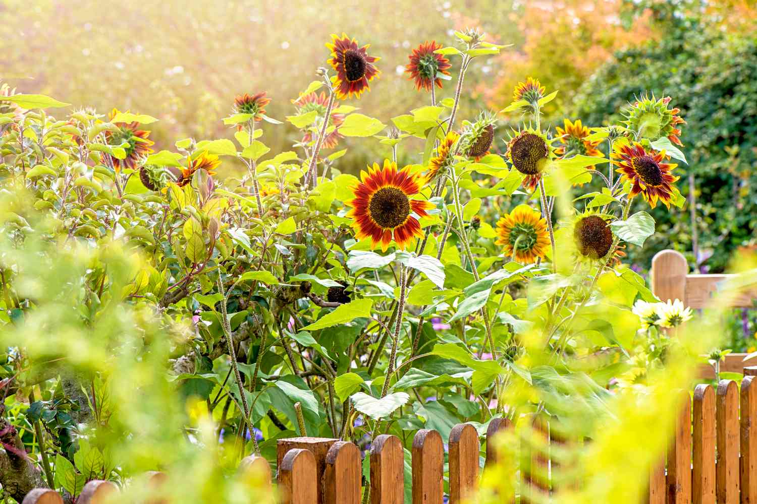 how-far-apart-do-you-plant-sunflowers