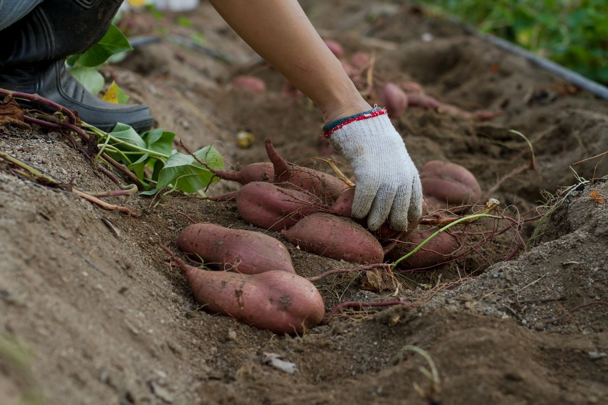 How Far Apart Do You Plant Sweet Potatoes